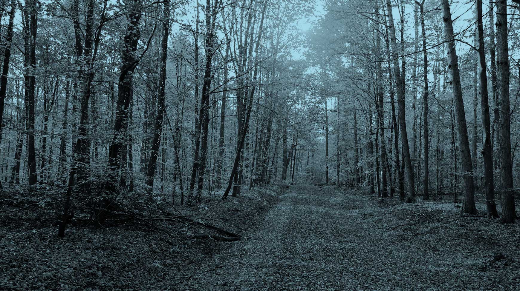 Dorsey & Whitney autumn path slider image